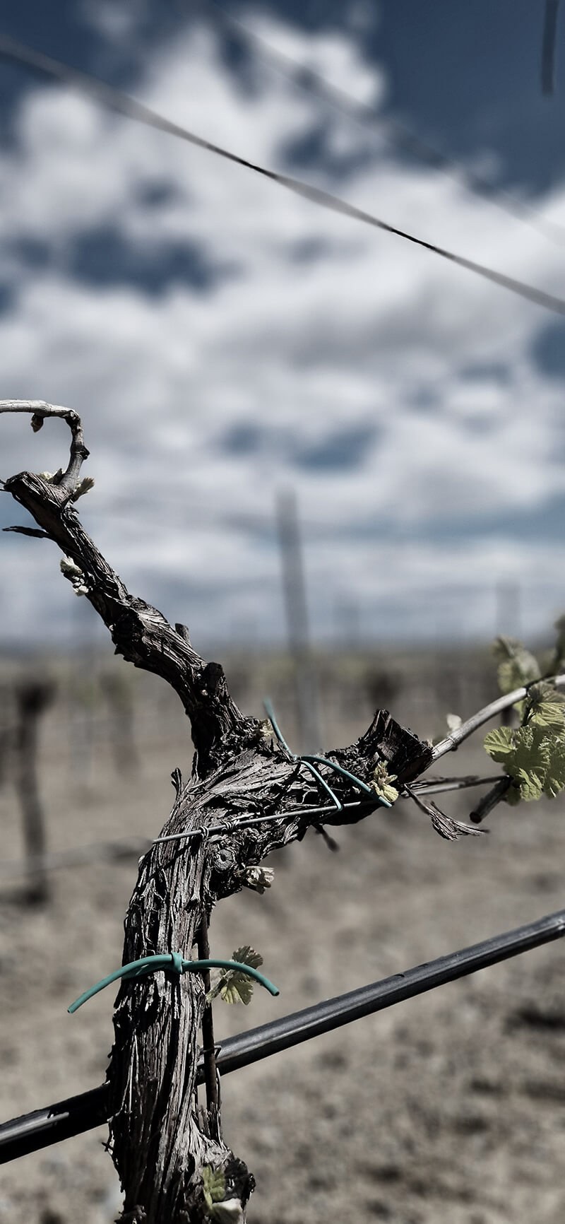 Vine