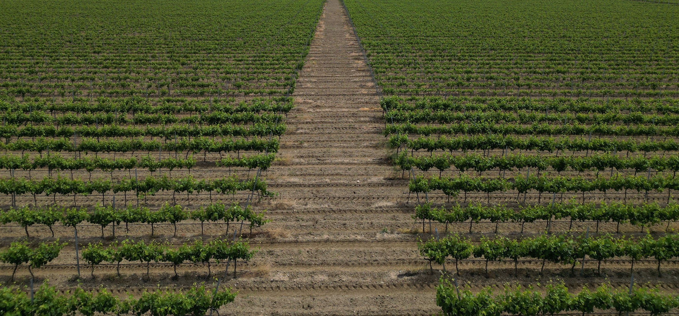 Vineyard Landscape